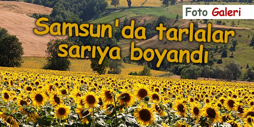 Samsun'da tarlalar sarıya boyandı - samsun haber
