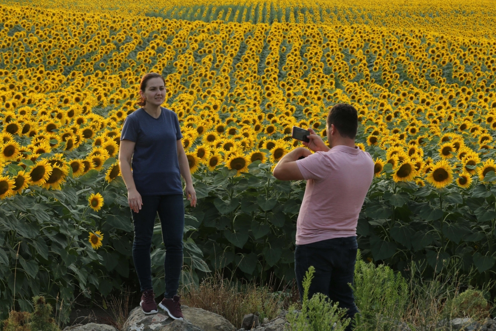 Samsun'da  ayçiçeği tarlaları fotoğrafçıların ilgi odağı - samsun h 11