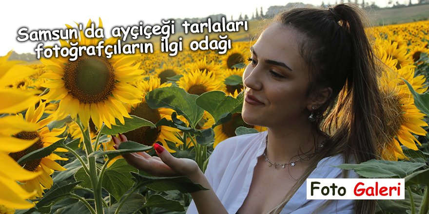 Samsun'da  ayçiçeği tarlaları fotoğrafçıların ilgi odağı - samsun h