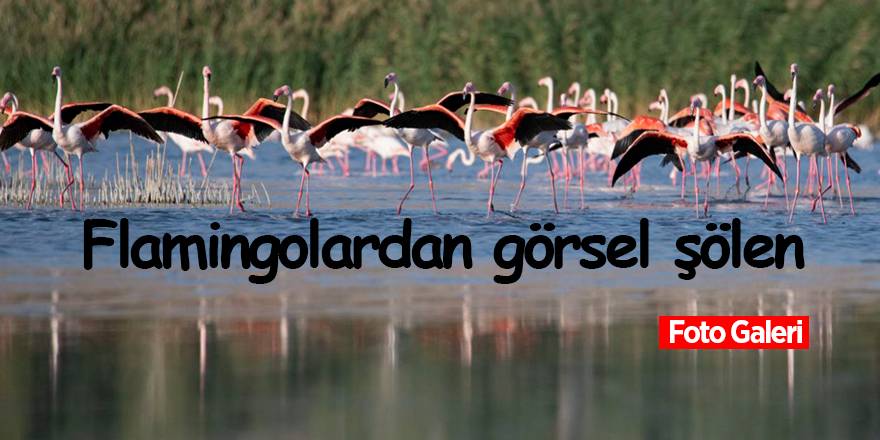 Flamingolardan görsel şölen