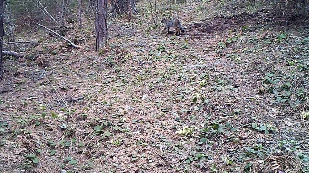 Samsun'da  vaşak ve yaban kedisi fotokapana yakalandı 4