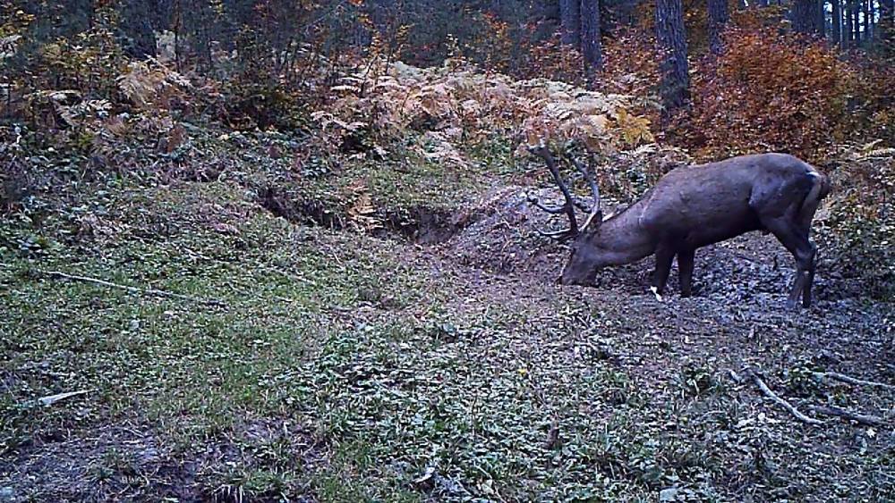 Samsun'da  vaşak ve yaban kedisi fotokapana yakalandı 7