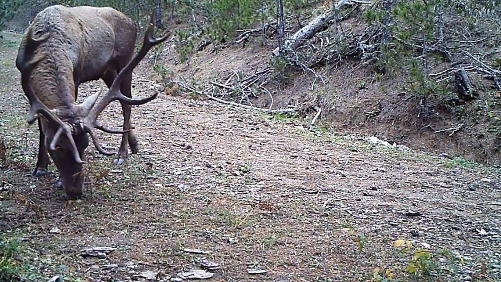 Samsun'da  vaşak ve yaban kedisi fotokapana yakalandı 8