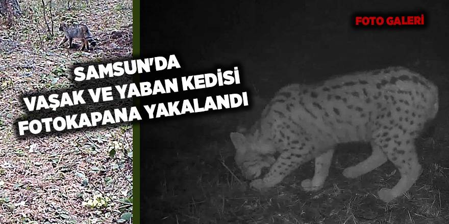 Samsun'da  vaşak ve yaban kedisi fotokapana yakalandı