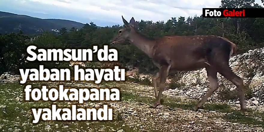 Samsun’da yaban hayatı fotokapana yakalandı - samsun haber