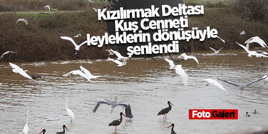 Kızılırmak Deltası Kuş Cenneti leyleklerin dönüşüyle şenlendi