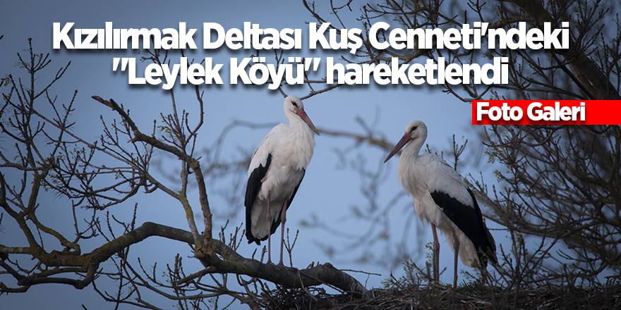 Kızılırmak Deltası Kuş Cenneti'ndeki "Leylek Köyü" hareke