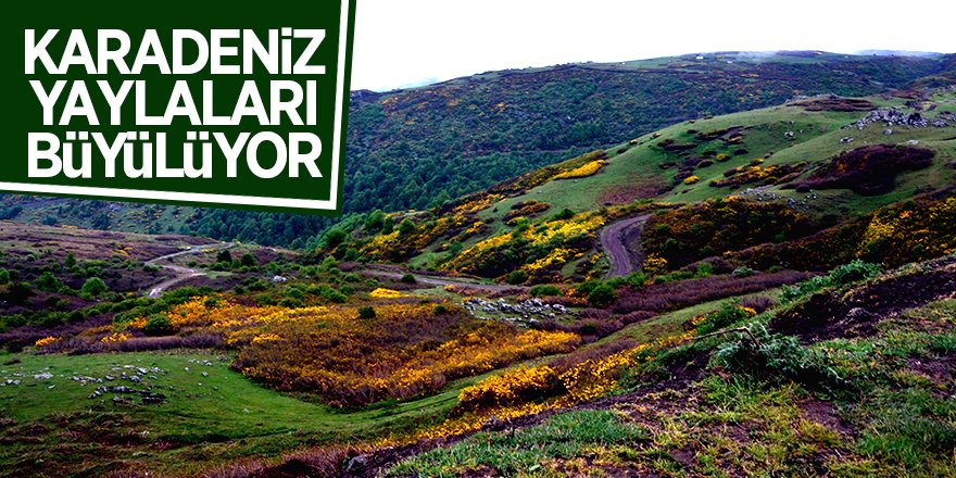 Karadeniz yaylaları büyülüyor