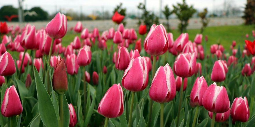 Samsun’da “lale devri”