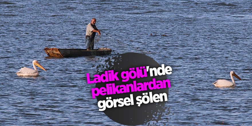 Ladik gölü'nde pelikanlar güzel görüntüler oluşturdu