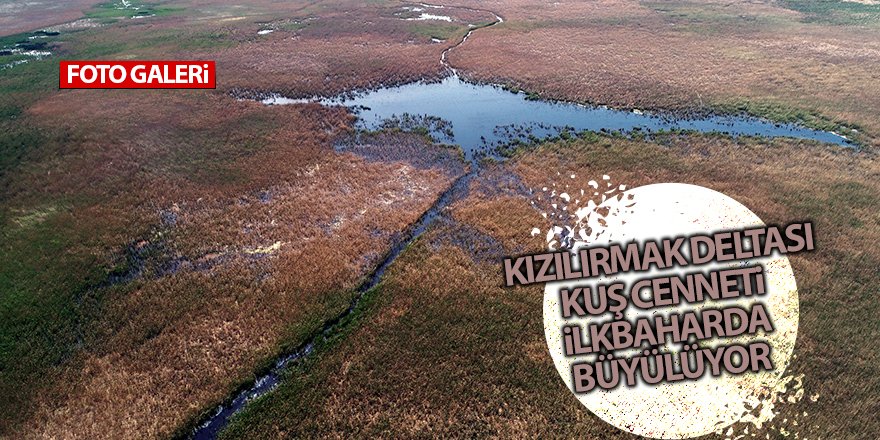 Kızılırmak Deltası Kuş Cenneti ilkbaharda büyülüyor
