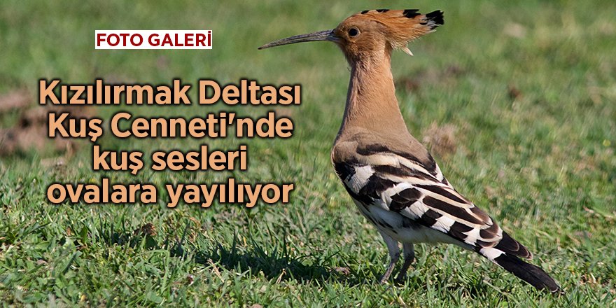 Kızılırmak Deltası Kuş Cenneti'nde kuş sesleri ovalara yayılıyor