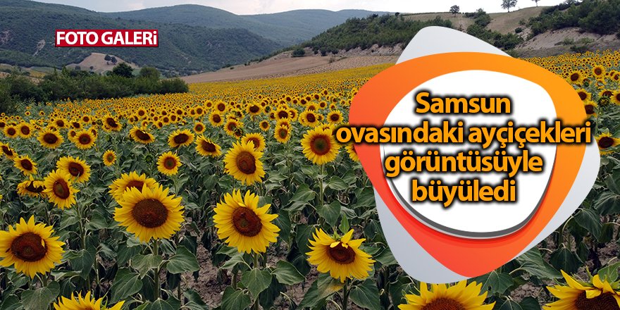 Samsun ovasındaki ayçiçekleri görüntüsüyle büyüledi