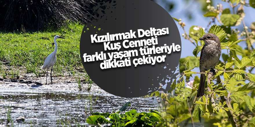 Kızılırmak Deltası Kuş Cenneti farklı yaşam türleriyle dikkati çekiyor