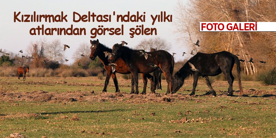 Kızılırmak Deltası'ndaki yılkı atlarından görsel şölen - samsun hab
