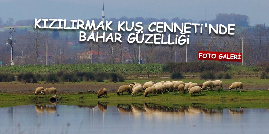 Kızılırmak Kuş Cenneti'nde bahar güzelliği - samsun haber