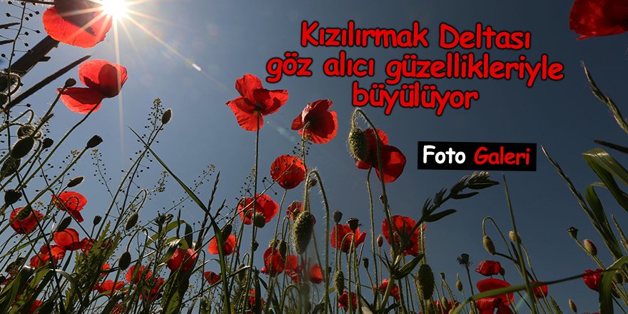Kızılırmak Deltası  göz alıcı güzellikleriyle büyülüyor - samsun haber