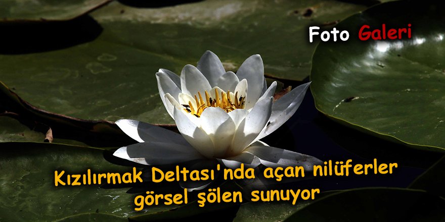 Kızılırmak Deltası'nda açan nilüferler görsel şölen sunuyor - samsu