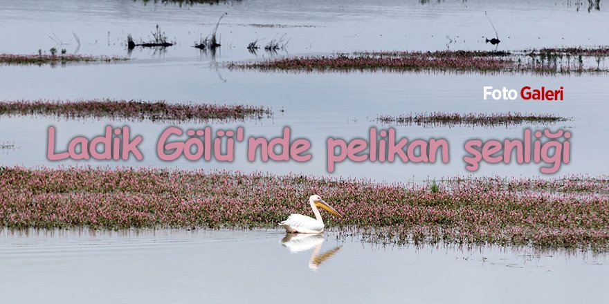 Ladik Gölü'nde pelikan şenliği - samsun haber