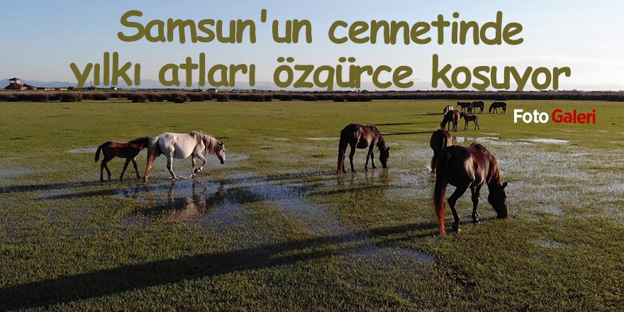 Samsun'un cennetinde yılkı atları  özgürce koşuyor - samsun haber