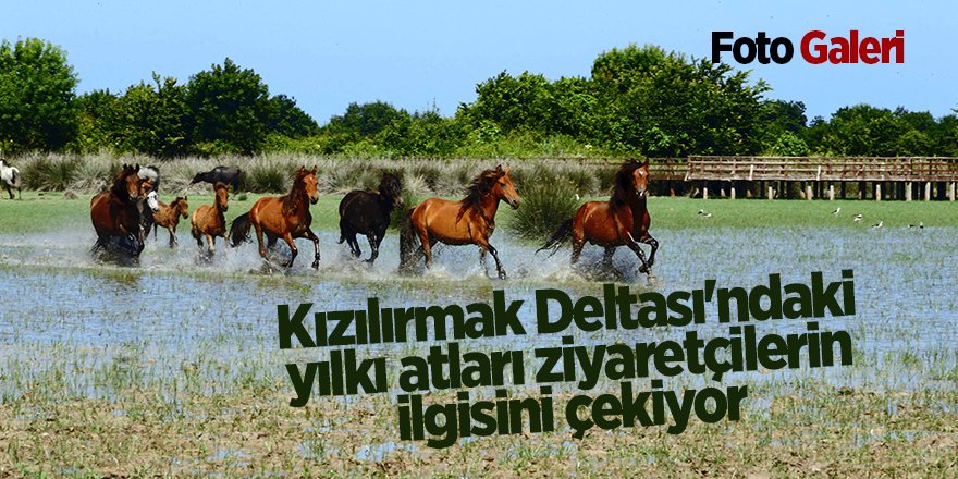 Kızılırmak Deltası'ndaki yılkı atları ziyaretçilerin ilgisini çekiy