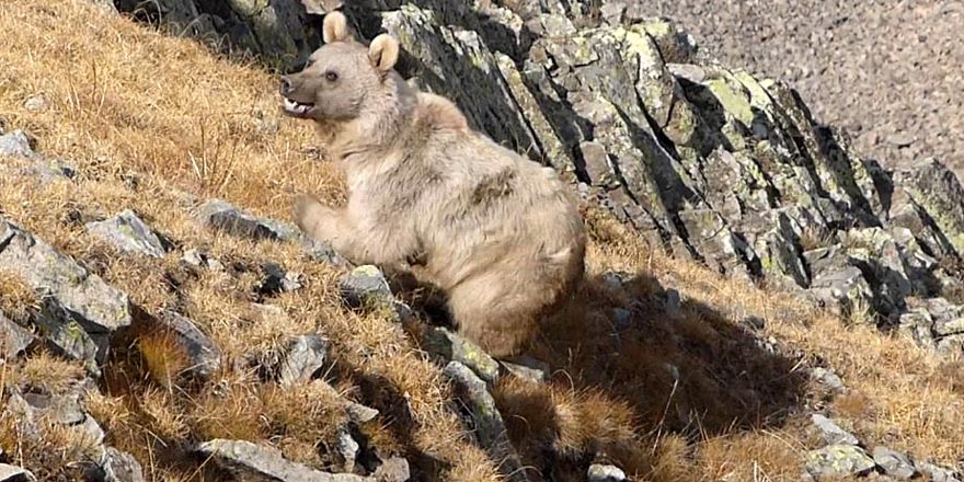 Doğu Karadeniz'de ayı popülasyonu arttı, bölge halkı tedirgin