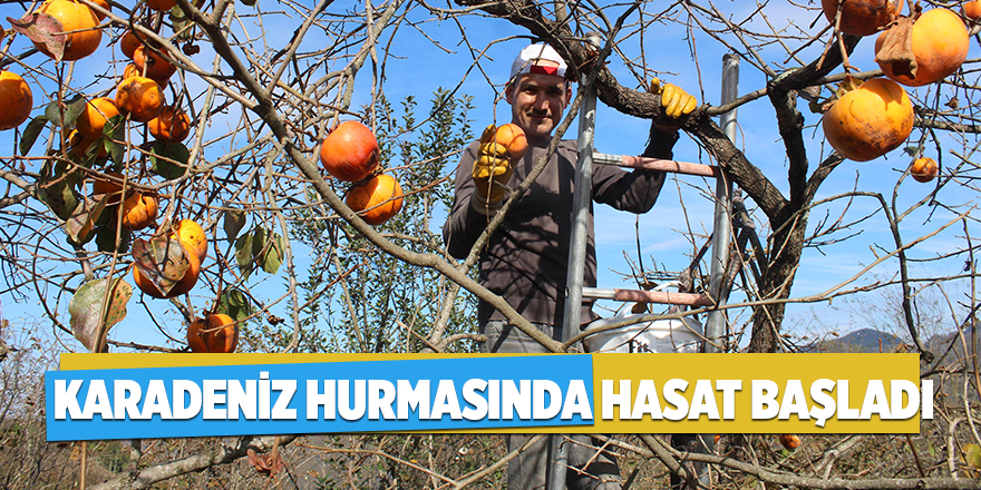 Karadeniz hurmasında hasat başladı