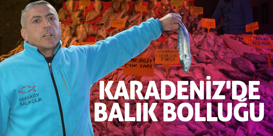 Karadeniz'de balık bolluğu 