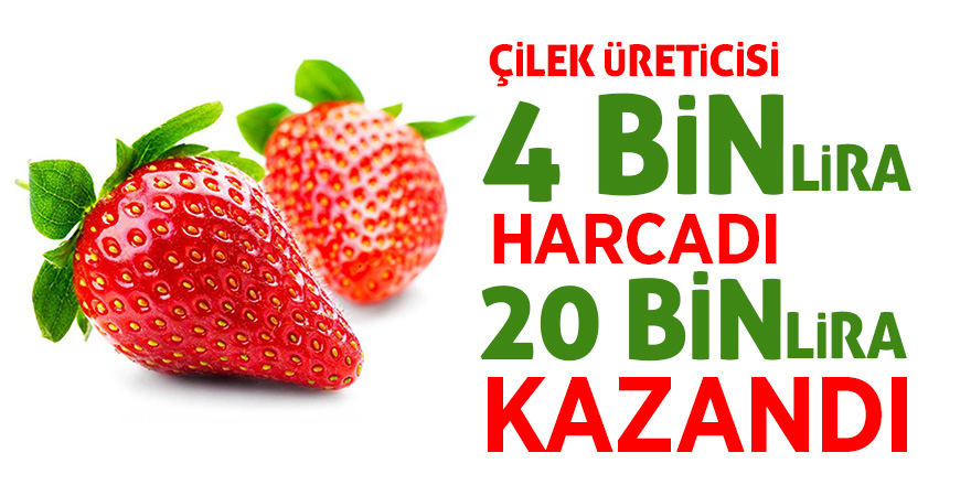 Çilek üreticisi 4 bin lira harcadı, 20 bin lira kazandı