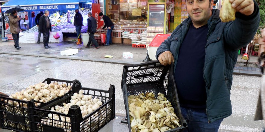 Bu mantarı tadan, diğerlerine elini sürmüyor 