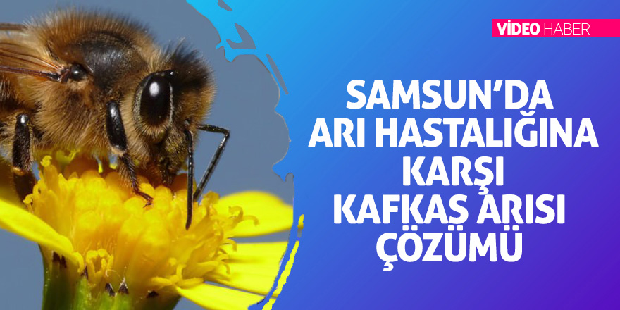 Samsun’da arı hastalığına karşı Kafkas arısı çözümü 