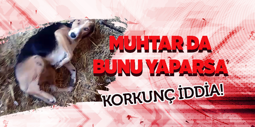 Muhtar, çarptığı köpeği ölüme terk etti iddiası