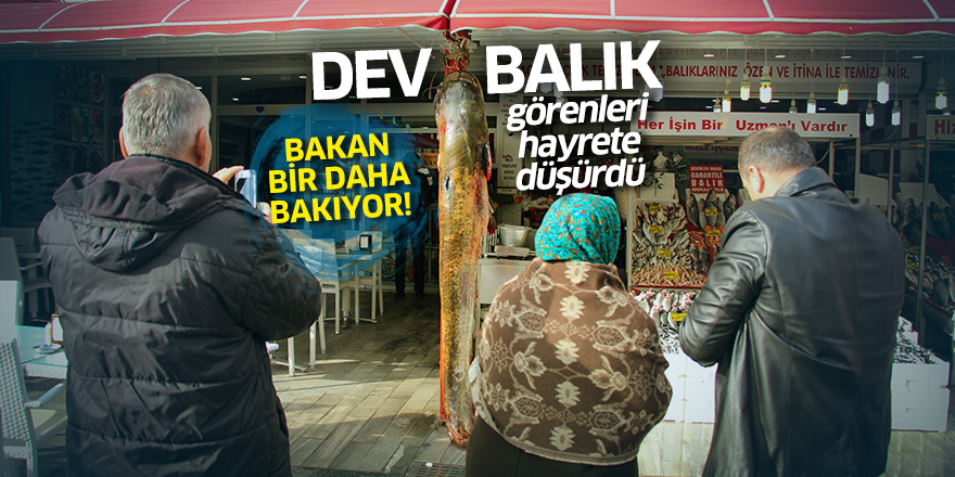 Samsun'da dev balık görenleri hayrete düşürdü