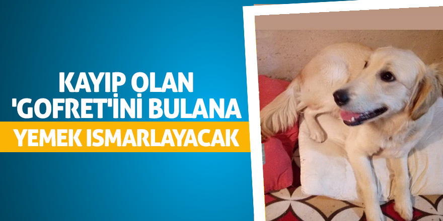 Kayıp olan 'Gofret'ini bulana yemek ısmarlayacak 