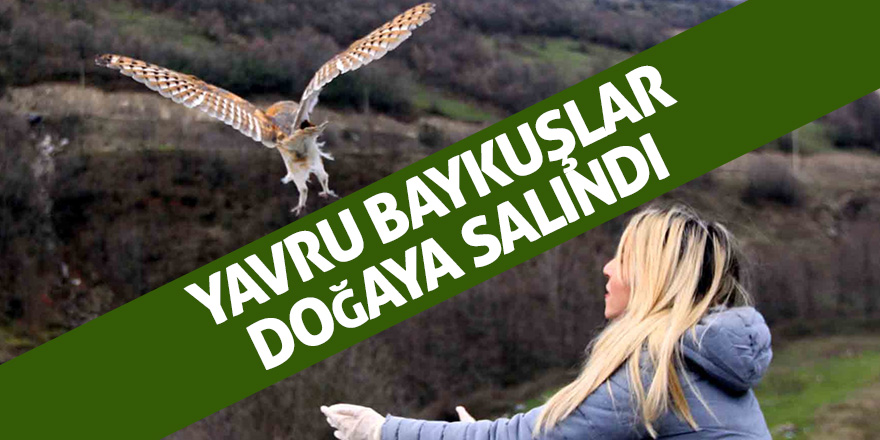 Samsun'da yavru baykuşlar doğaya salındı 