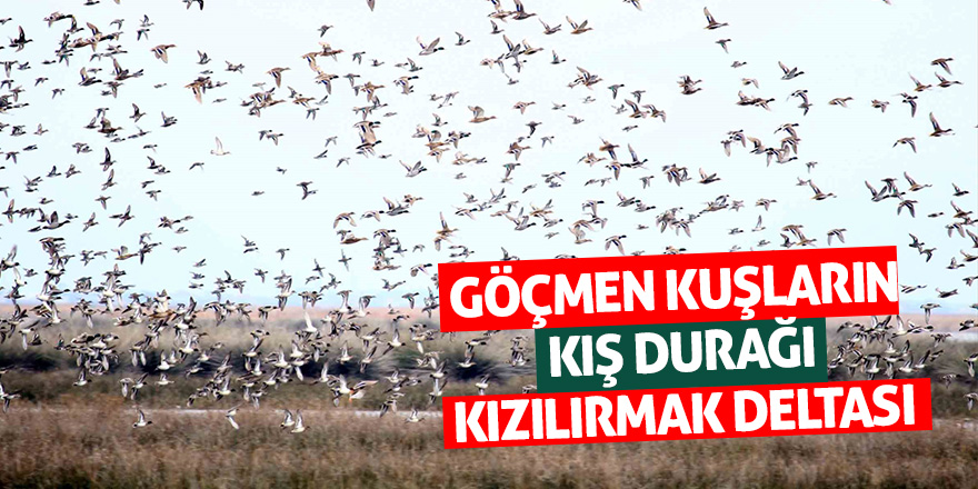 Göçmen kuşların kış durağı Kızılırmak Deltası 