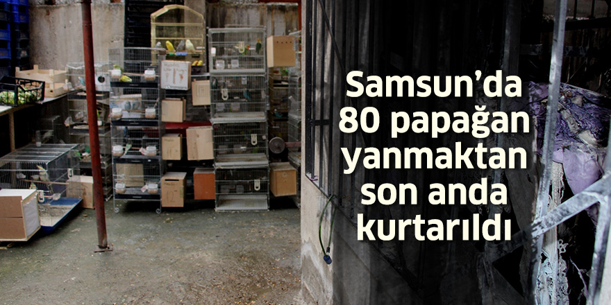 Samsun'da 80 papağan yanmaktan son anda kurtarıldı