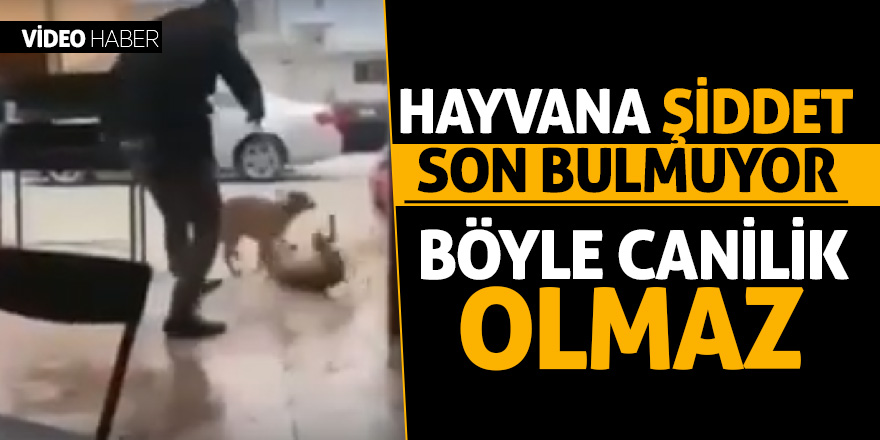 Hayvana şiddet son bulmuyor 