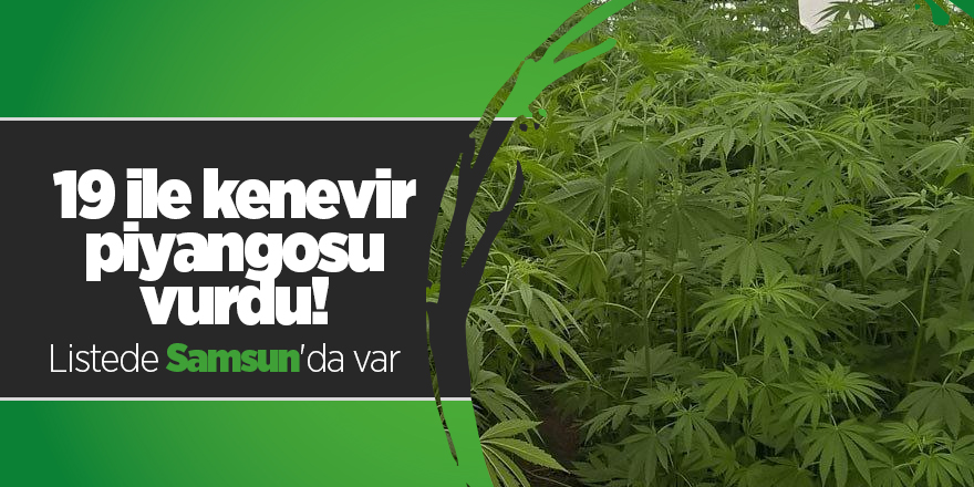 19 ile kenevir piyangosu vurdu! Listede Samsun'da var