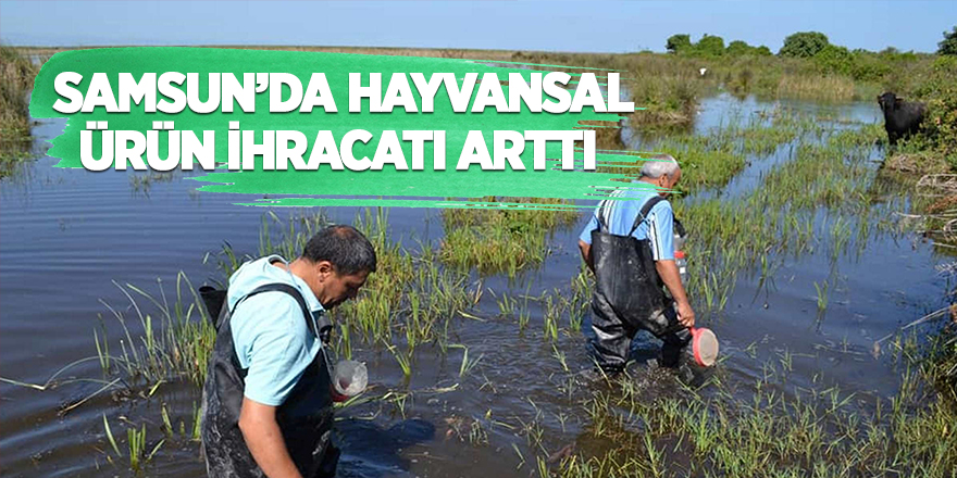 Samsun'da hayvansal ürün ihracatı arttı