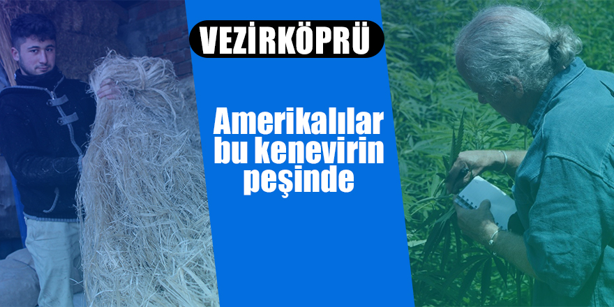 Amerikalılar bu kenevirin peşinde