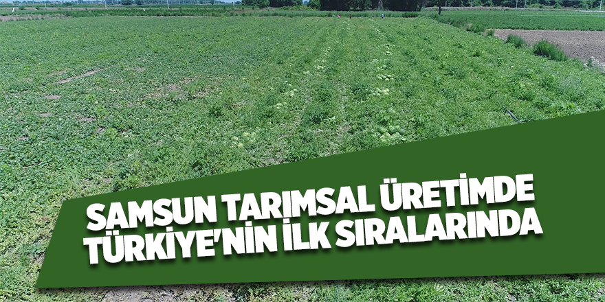 Samsun tarımsal üretimde Türkiye'nin ilk sıralarında 