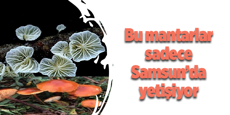 Bu mantarlar sadece Samsun’da yetişiyor