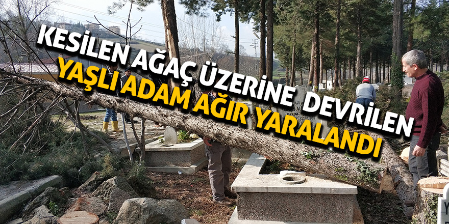 Üzerine kesilen ağaç devrilen yaşlı adam ağır yaralandı 