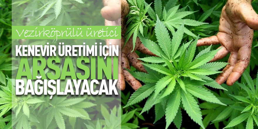 10 dönümlük arsasını kenevir için hibe edecek