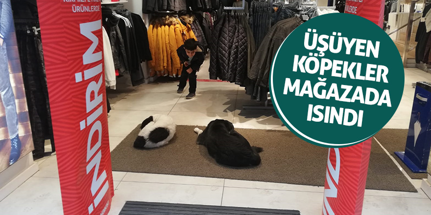 Üşüyen köpekler mağazada ısındı