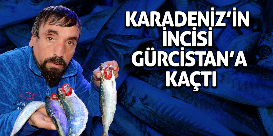 Karadeniz’in incisi Gürcistan’a kaçtı