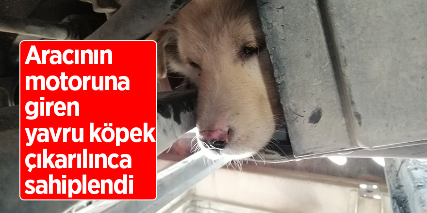 Aracının motoruna giren yavru köpek çıkarılınca sahiplendi