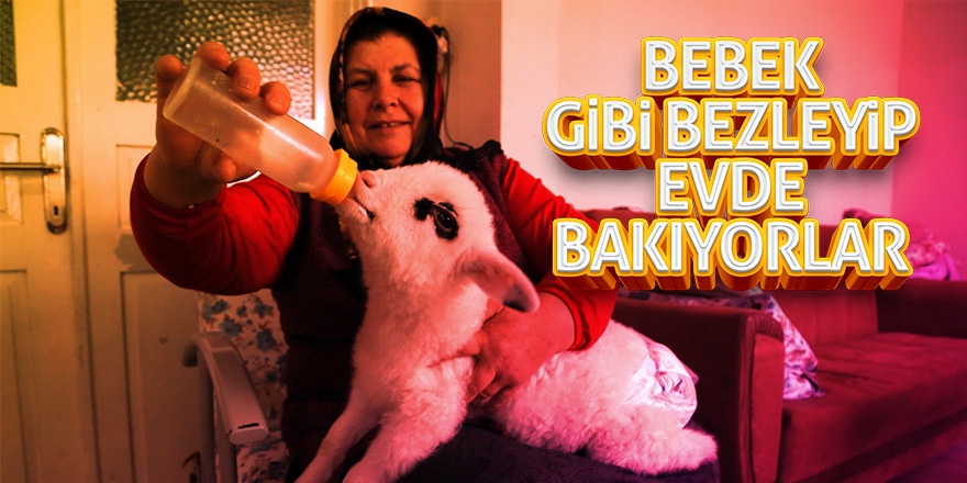 Bebek beziyle bezledikleri kuzuya evde bakıyorlar