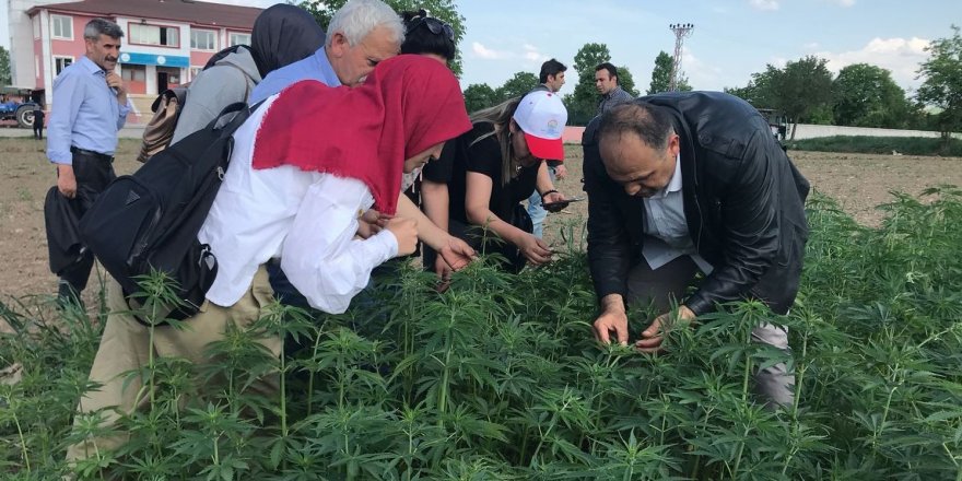 Doç. Dr. Selim Aytaç: "Acilen keneviri işleyebilecek tesisler yapılmalı" 